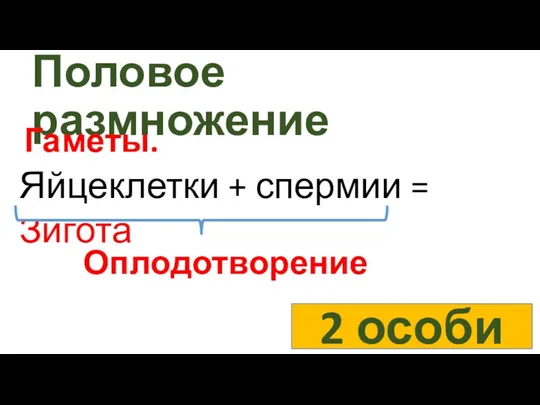 Половое размножение Оплодотворение 2 особи Яйцеклетки + спермии = Зигота Гаметы.