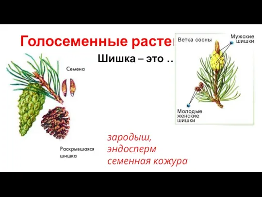 Голосеменные растения Шишка – это …. зародыш, эндосперм семенная кожура