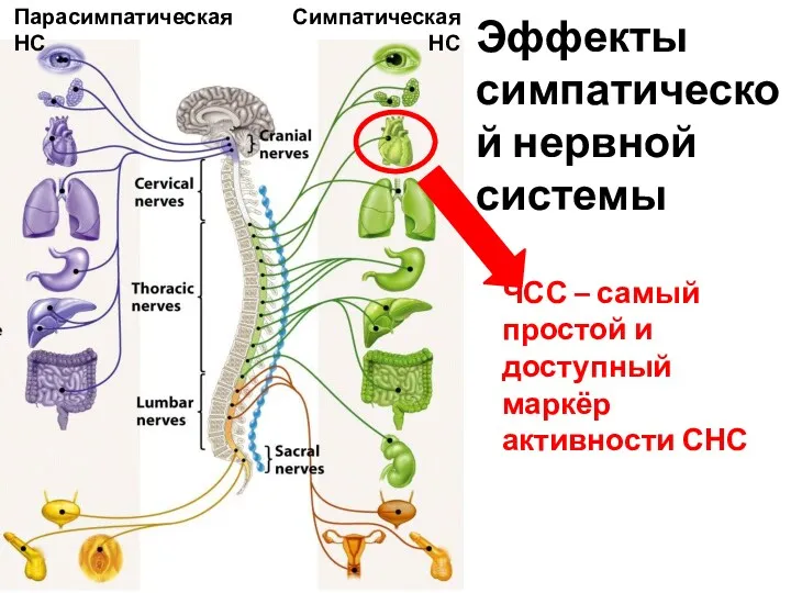 ЧСС – самый простой и доступный маркёр активности СНС Эффекты симпатической нервной системы