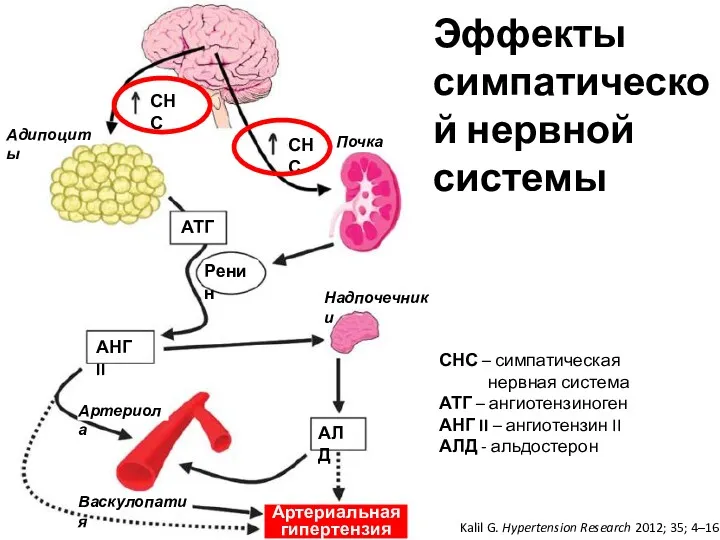 Эффекты симпатической нервной системы Kalil G. Hypertension Research 2012; 35; 4–16 СНС –