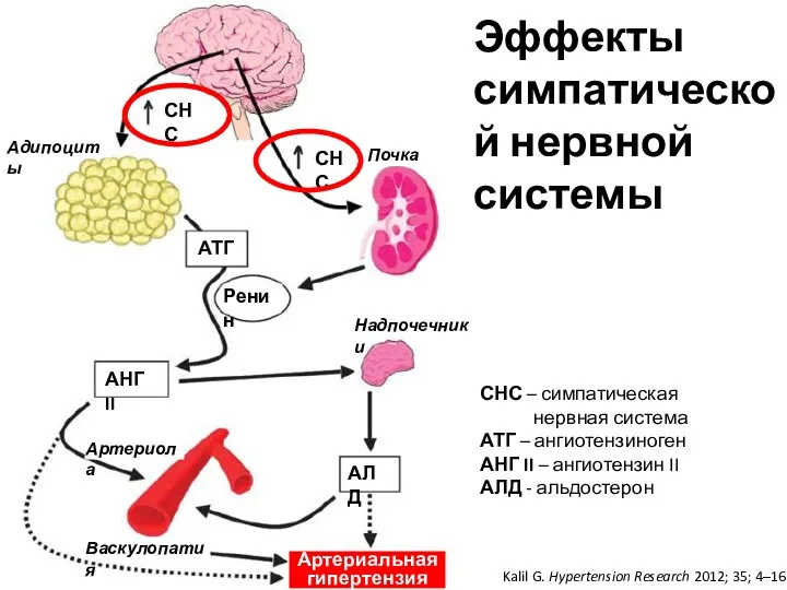 Эффекты симпатической нервной системы Kalil G. Hypertension Research 2012; 35;