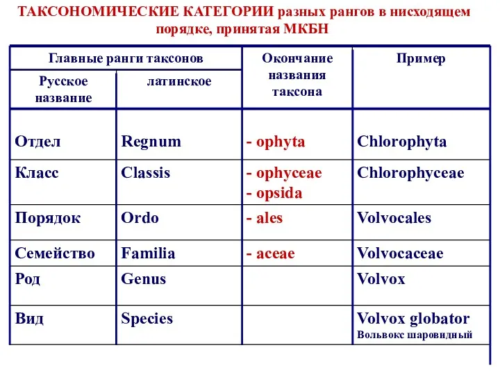 ТАКСОНОМИЧЕСКИЕ КАТЕГОРИИ разных рангов в нисходящем порядке, принятая МКБН