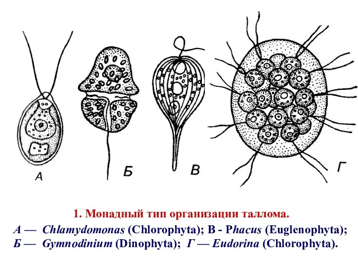 1. Монадный тип организации таллома. А — Chlamydomonas (Chlorophyta); В