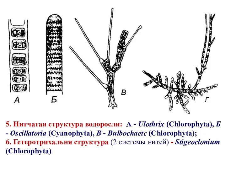 5. Нитчатая структура водоросли: А - Ulothrix (Chlorophyta), Б -