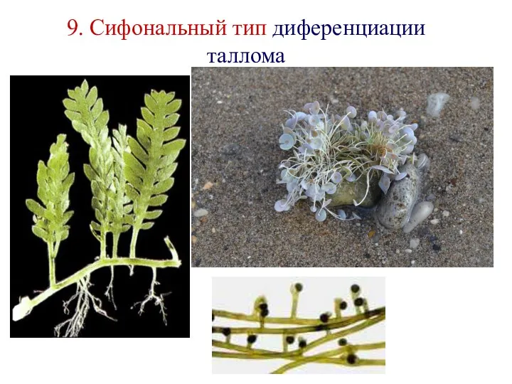9. Сифональный тип диференциации таллома