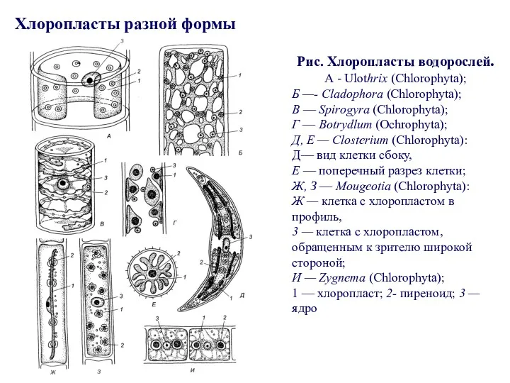 Хлоропласты разной формы Рис. Хлоропласты водорослей. А - Ulothrix (Chlorophyta);