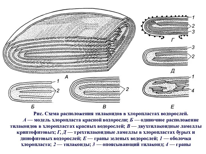 Рис. Схема расположения тилакоидов в хлоропластах водорослей. А — модель