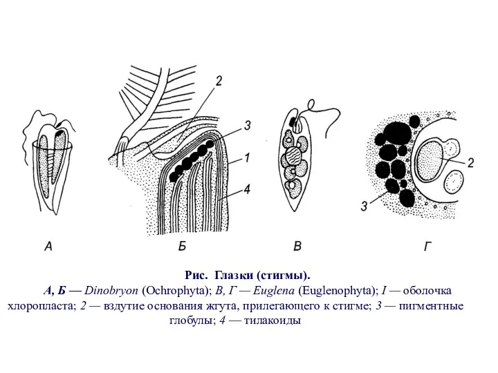 Рис. Глазки (стигмы). А, Б — Dinobryon (Ochrophyta); В, Г