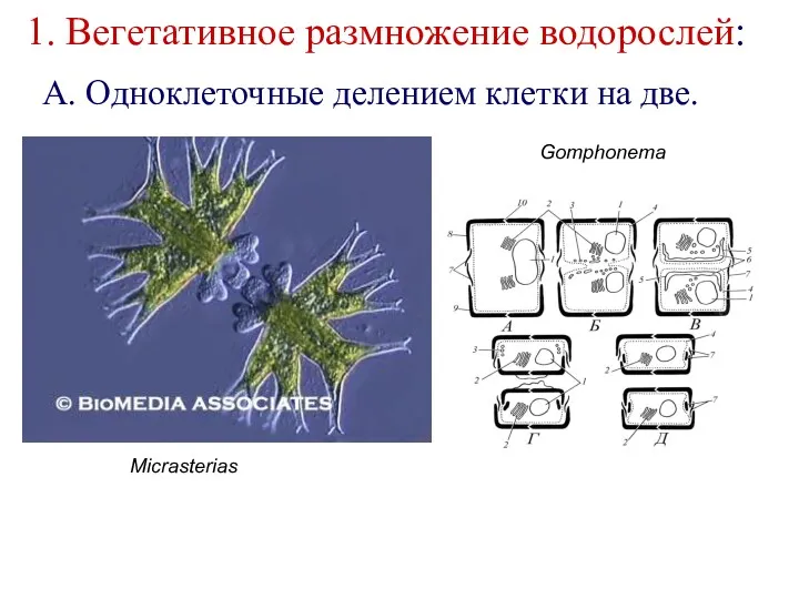 1. Вегетативное размножение водорослей: Go Micrasterias Gomphonema А. Одноклеточные делением клетки на две.