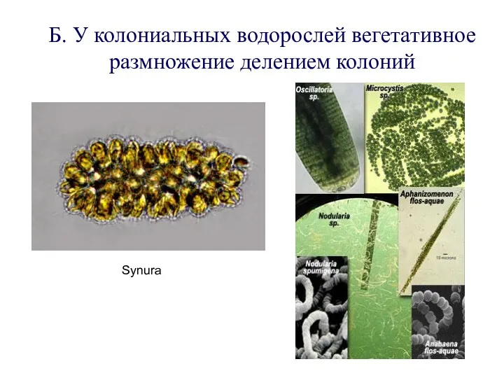 Б. У колониальных водорослей вегетативное размножение делением колоний Synura