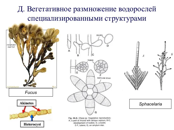 Д. Вегетативное размножение водорослей специализированными структурами Fucus Sphacelaria