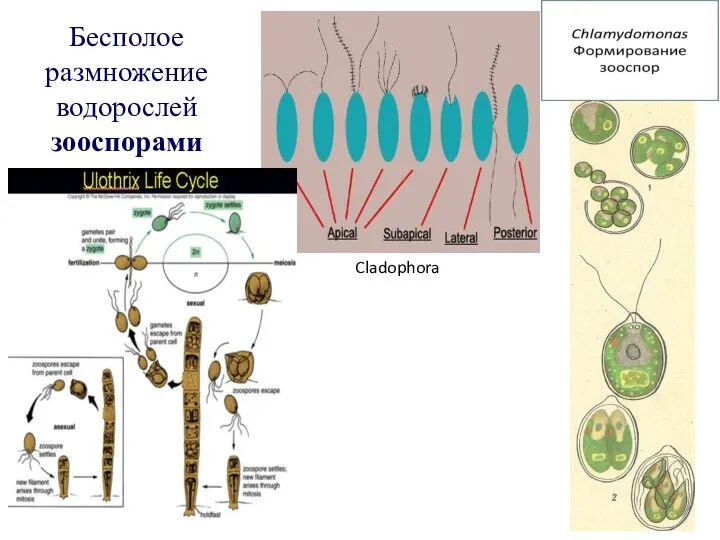 Бесполое размножение водорослей зооспорами Cladophora