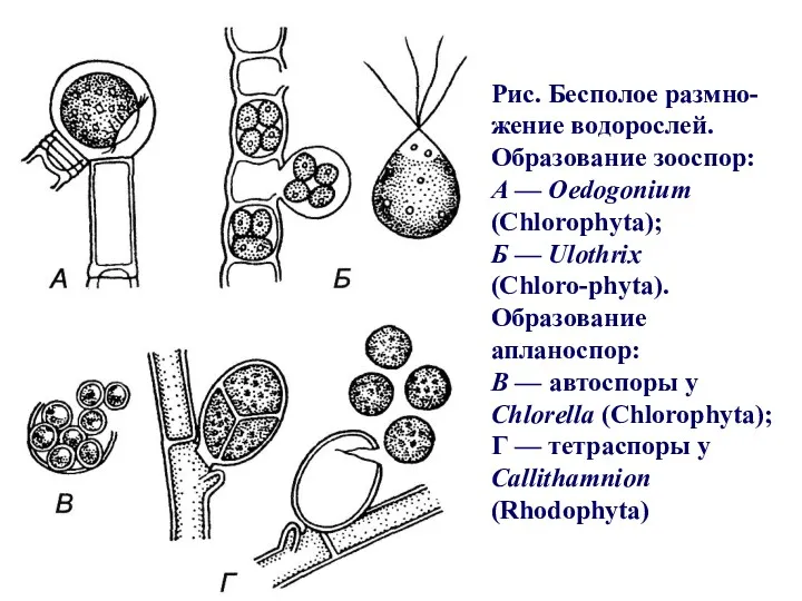 Рис. Бесполое размно-жение водорослей. Образование зооспор: А — Oedogonium (Chlorophyta);