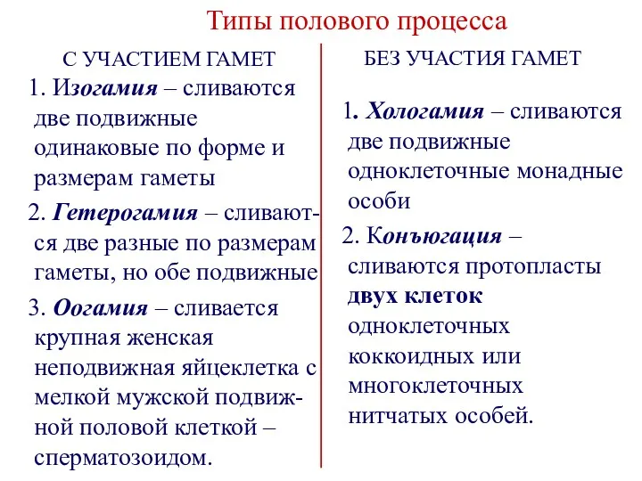 С УЧАСТИЕМ ГАМЕТ 1. Изогамия – сливаются две подвижные одинаковые