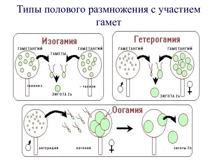 Типы полового размножения с участием гамет