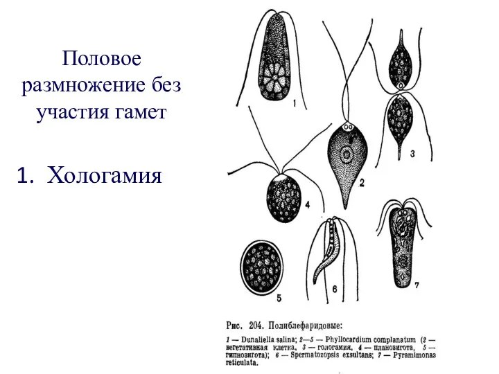 Половое размножение без участия гамет Хологамия