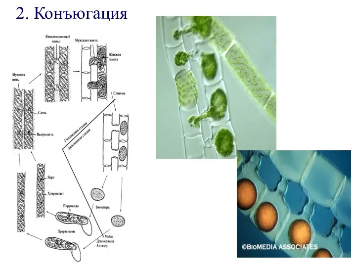 2. Конъюгация