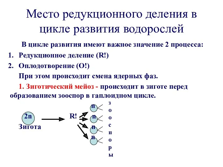 Место редукционного деления в цикле развития водорослей В цикле развития