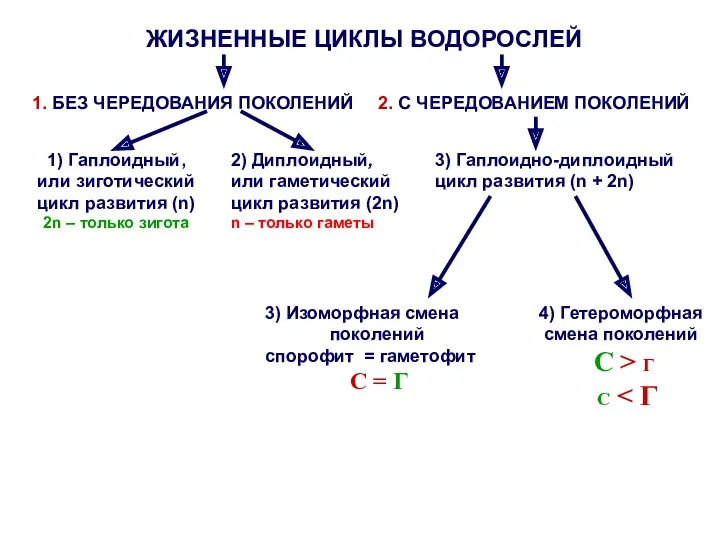 ЖИЗНЕННЫЕ ЦИКЛЫ ВОДОРОСЛЕЙ 1. БЕЗ ЧЕРЕДОВАНИЯ ПОКОЛЕНИЙ 2. С ЧЕРЕДОВАНИЕМ