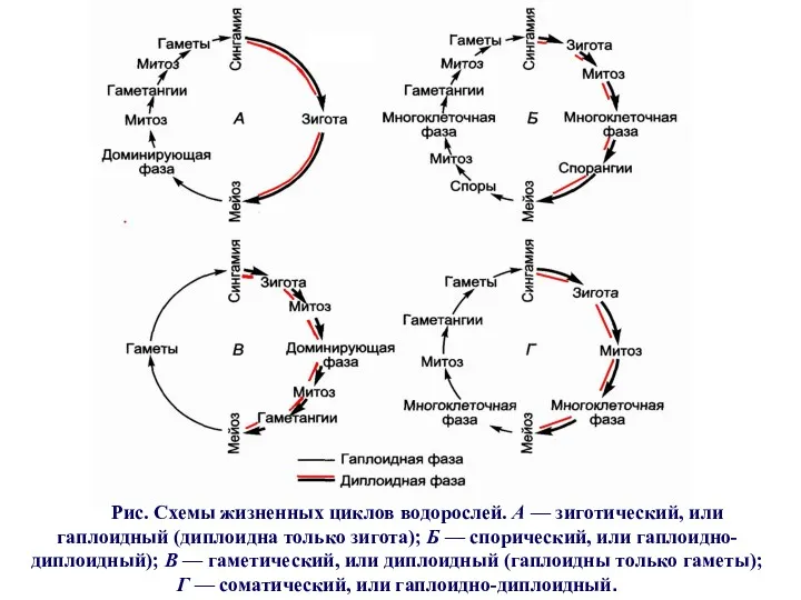Рис. Схемы жизненных циклов водорослей. А — зиготический, или гаплоидный