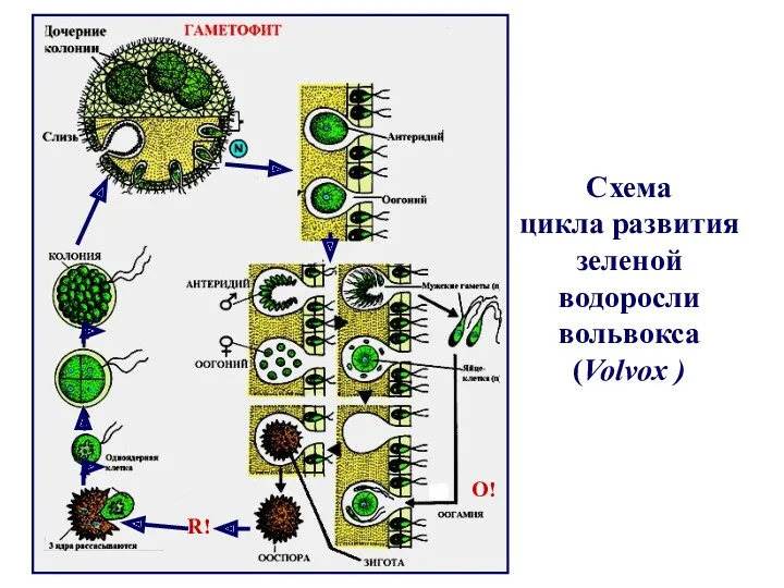 R! O! Схема цикла развития зеленой водоросли вольвокса (Volvox )