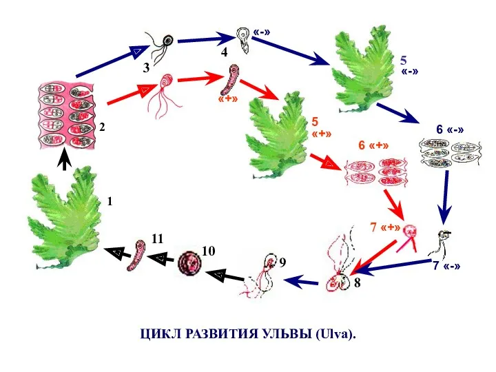 ЦИКЛ РАЗВИТИЯ УЛЬВЫ (Ulva).