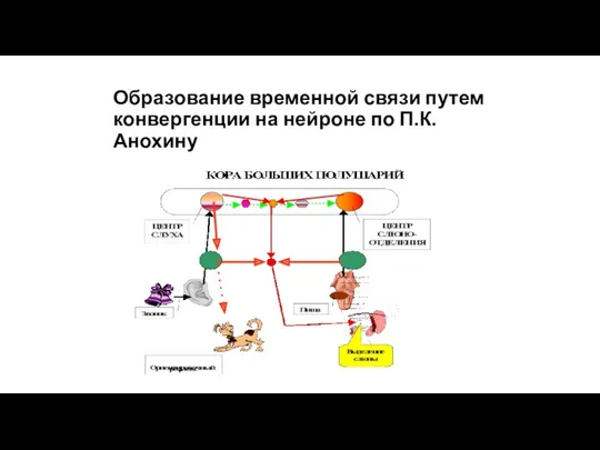 Образование временной связи путем конвергенции на нейроне по П.К.Анохину