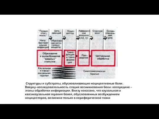 Структуры и субстраты, обусловливающие ноцицептивные боли. Вверху–последовательность стадий возникновения боли: