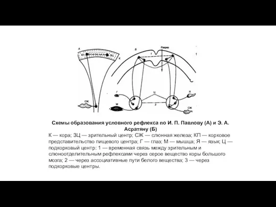 Схемы образования условного рефлекса по И. П. Павлову (А) и