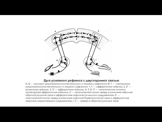 Дуга условного рефлекса с двусторонней связью А, Б — корковые