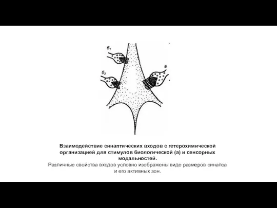 Взаимодействие синаптических входов с гетерохимической организацией для стимулов биологической (а)