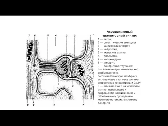 Аксошипиковый транзиторный синапс 1 — аксон, 2 — синаптические везикулы,