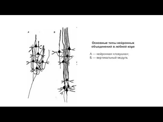 Основные типы нейронных объединений в лобной коре А — нейронная «ловушка»; Б — вертикальный модуль