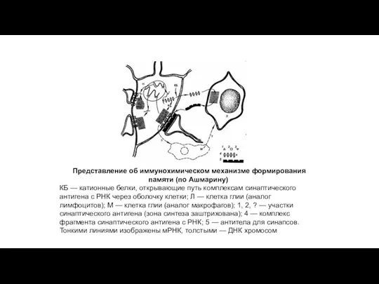 Представление об иммунохимическом механизме формирования памяти (по Ашмарину) КБ —