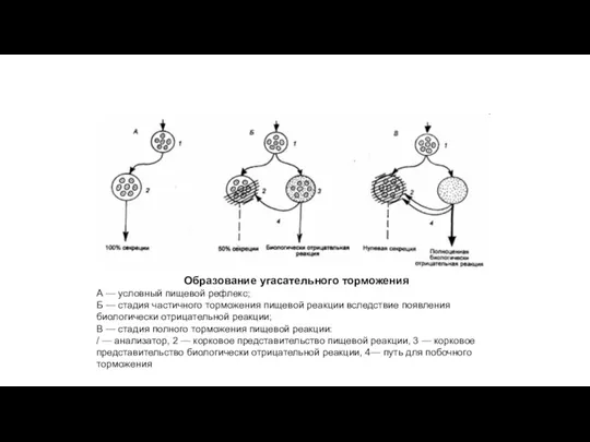 Образование угасательного торможения А — условный пищевой рефлекс; Б —