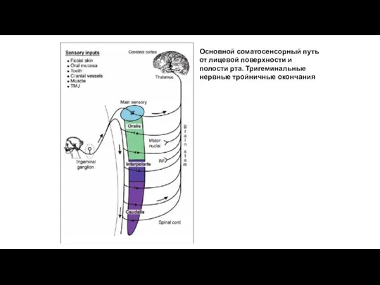 Основной соматосенсорный путь от лицевой поверхности и полости рта. Тригеминальные нервные тройничные окончания