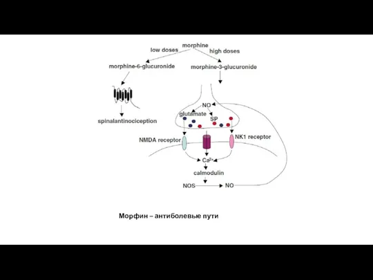 Морфин – антиболевые пути