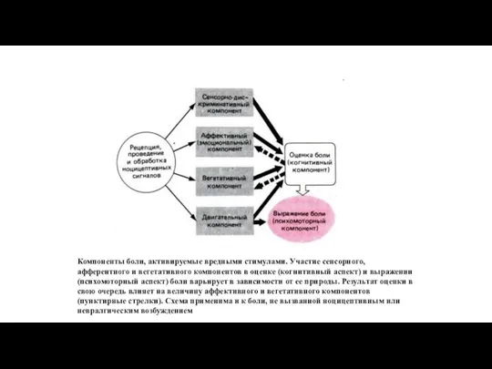 Компоненты боли, активируемые вредными стимулами. Участие сенсорного, афферентного и вегетативного