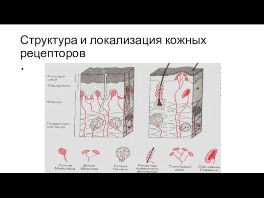 Структура и локализация кожных рецепторов