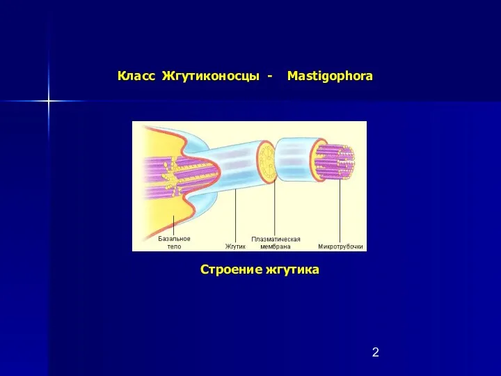 Строение жгутика Класс Жгутиконосцы - Mastigophora