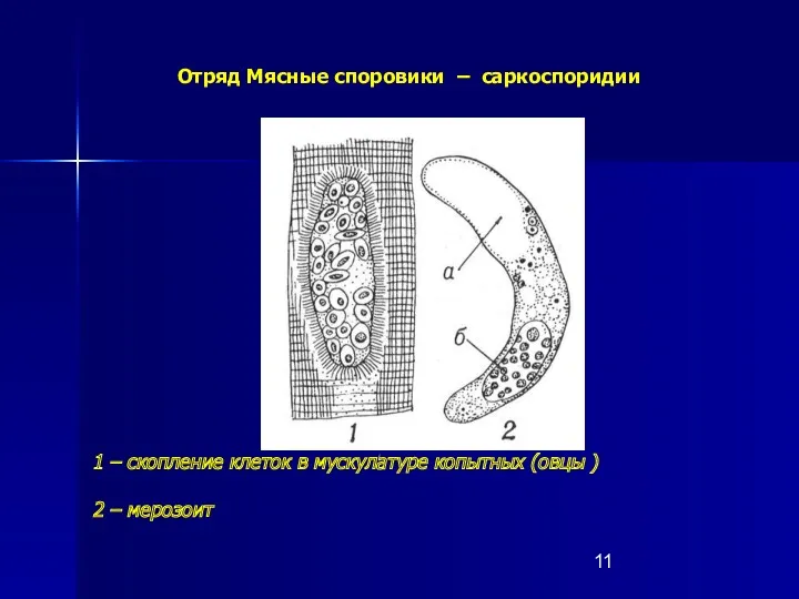 1 – скопление клеток в мускулатуре копытных (овцы ) 2