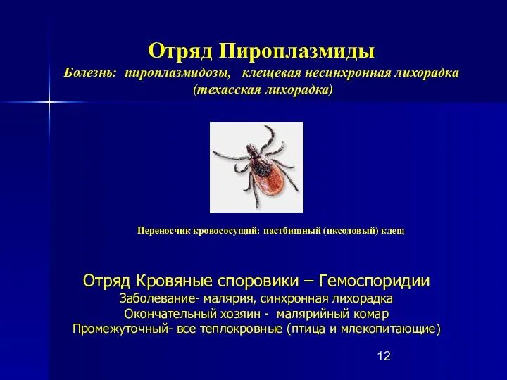 Отряд Пироплазмиды Болезнь: пироплазмидозы, клещевая несинхронная лихорадка (техасская лихорадка) Переносчик