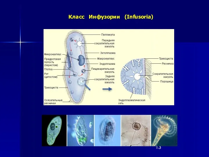 Класс Инфузории (Infusoria)