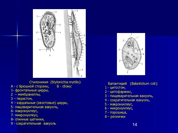 Балантидий (Balantidium coli): 1 - цитостом, 2 - цитофаринкс, 3