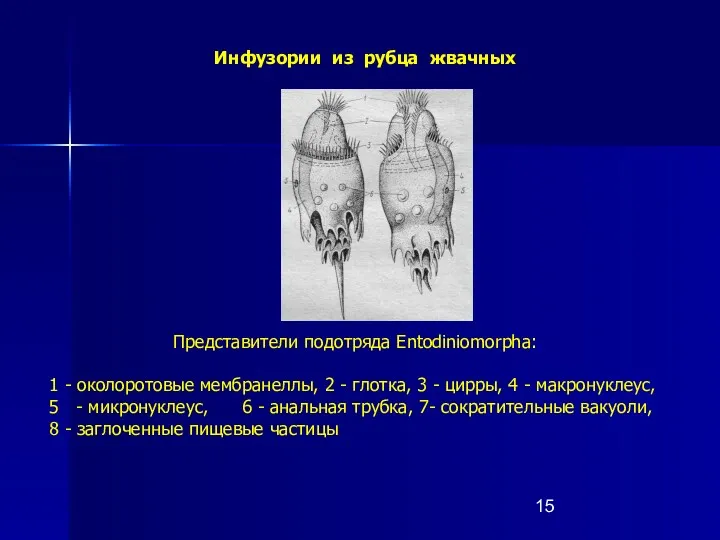 Инфузории из рубца жвачных Представители подотряда Entodiniomorpha: 1 - околоротовые