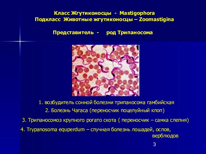 Класс Жгутиконосцы - Mastigophora Подкласс Животные жгутиконосцы – Zoomastigina 1.