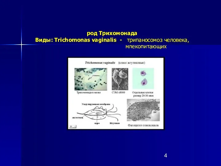 род Трихомонада Виды: Trichomonas vaginalis - трипаносомоз человека, млекопитающих