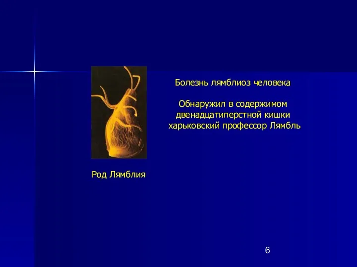 Род Лямблия Болезнь лямблиоз человека Обнаружил в содержимом двенадцатиперстной кишки харьковский профессор Лямбль