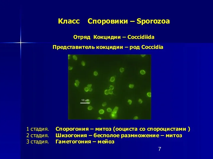 Класс Споровики – Sporozoa Отряд Кокцидии – Coccidiida Представитель кокцидии