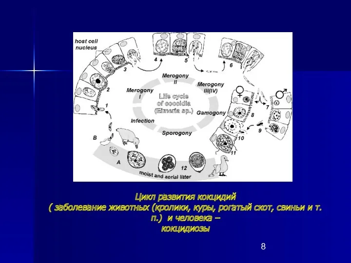 Цикл развития кокцидий ( заболевание животных (кролики, куры, рогатый скот,